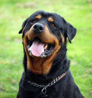 Carlos